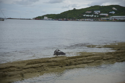 FAL 9495 resized.resized