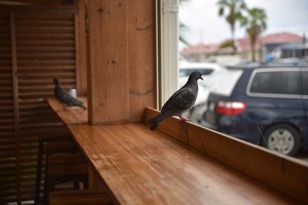 FAL 9375 resized.resized