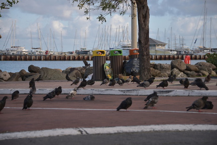 FAL 8633 resized.resized