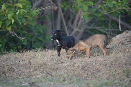 FAL 8561 resized.resized