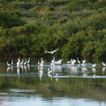 DSC 4165.resized