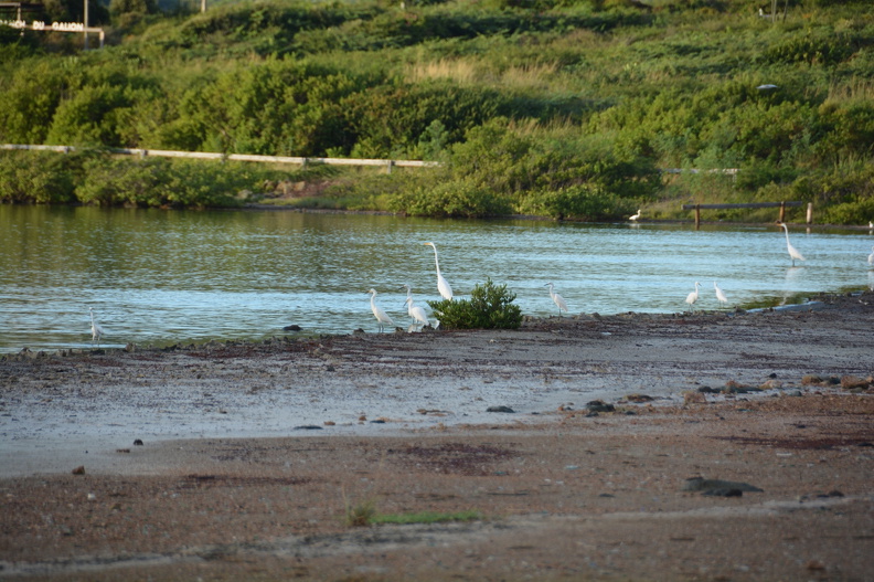 DSC_4158.resized.JPG