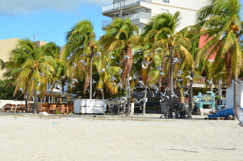 DSC_3606.resized.JPG