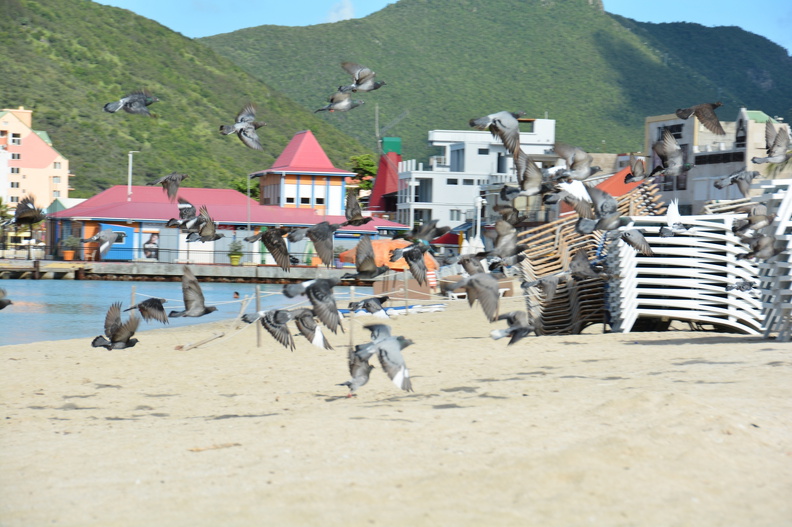 DSC_3604.resized.JPG