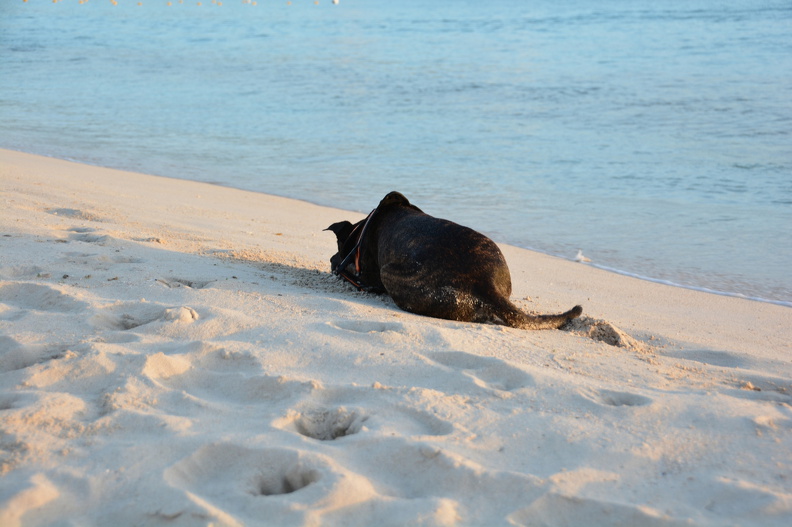 DSC_2731.resized.JPG