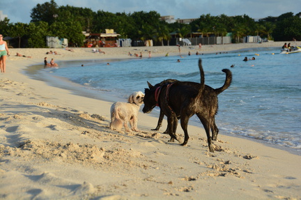 DSC 2582.resized