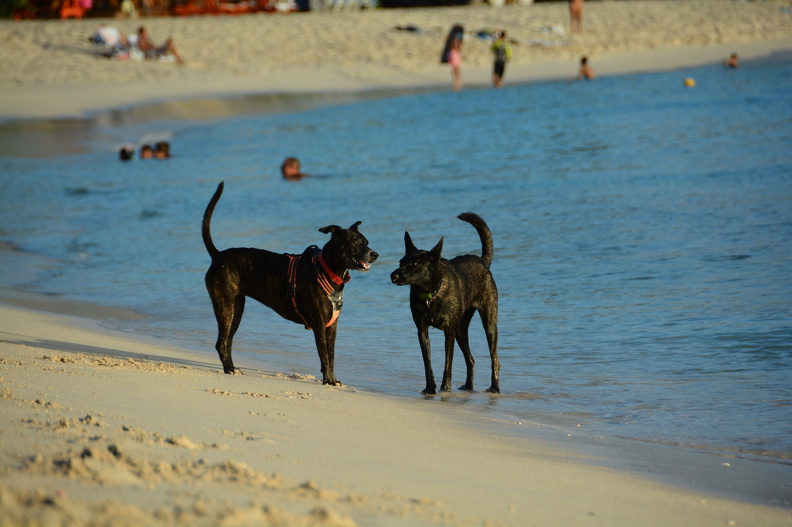 DSC_2521.resized.JPG