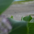 DSC 0829