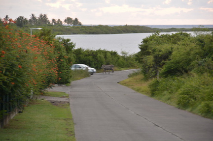 DSC 0787