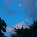 FAL 4876 resized