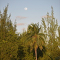 FAL 7292 resized
