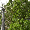 FAL 9538 resized